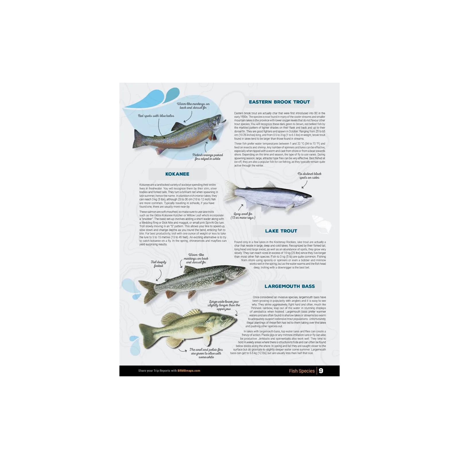 Kootenay Region BC Fishing fish species